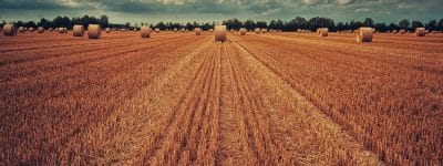 Un piano strategico per la filiera agroalimentare romana: le proposte in campo